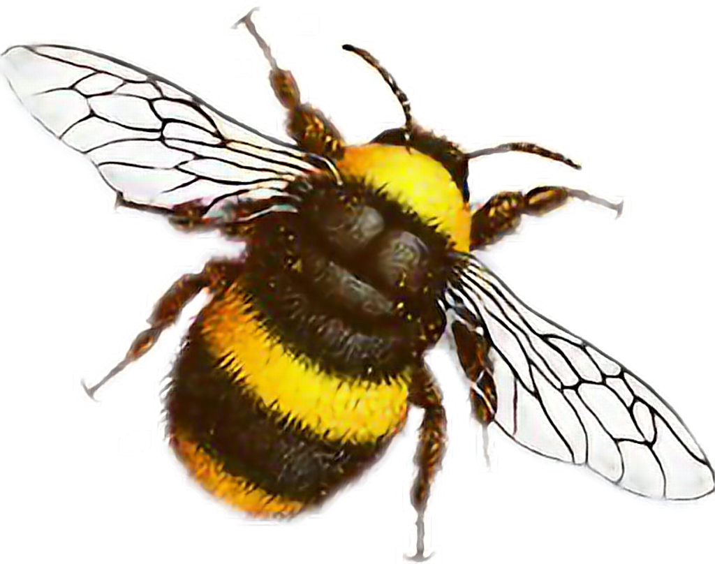 @miri372004 Hermosa Abeja✨ Insect (1024x808), Png Download