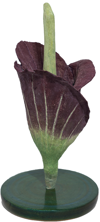 Amorphophallus Titanum (510x1072), Png Download