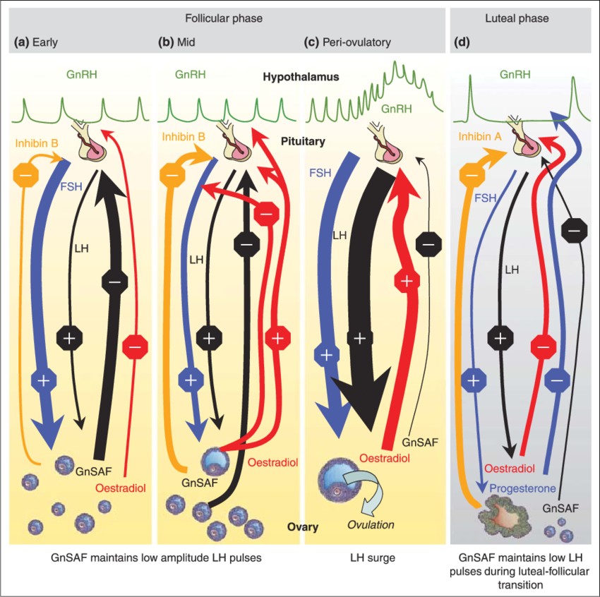 Outline Of The Endocrine Regulation Of The Menstrual - Art (850x846), Png Download