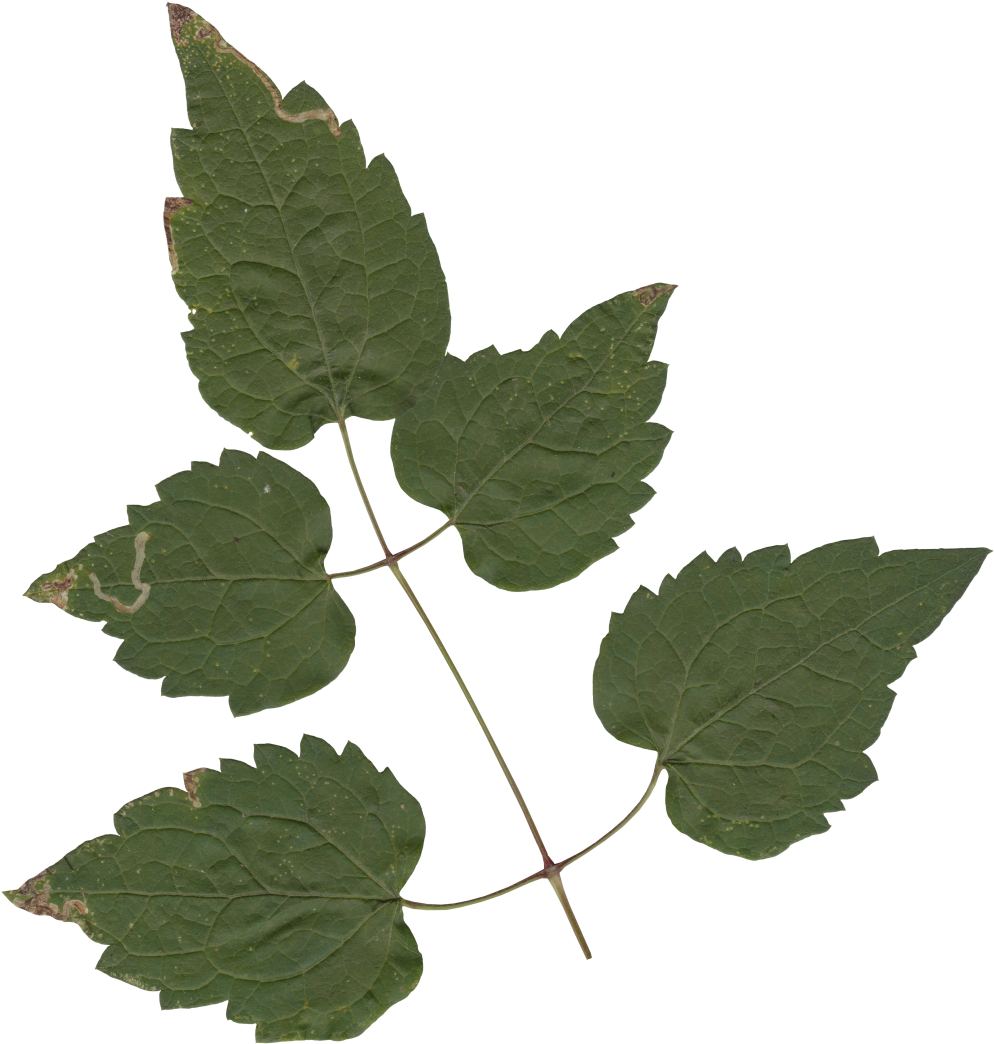 Nature Leaves - Maple (1041x1140), Png Download