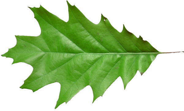 Leaf Oak T 640×640 206 Kb - Maple Leaf (640x640), Png Download