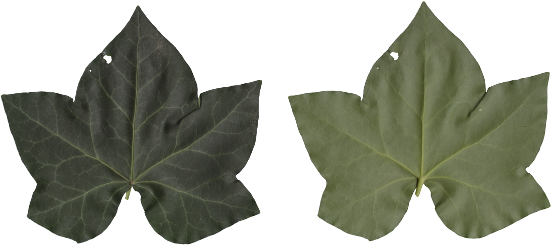 Nature Leaves - Maple Leaf (1140x563), Png Download