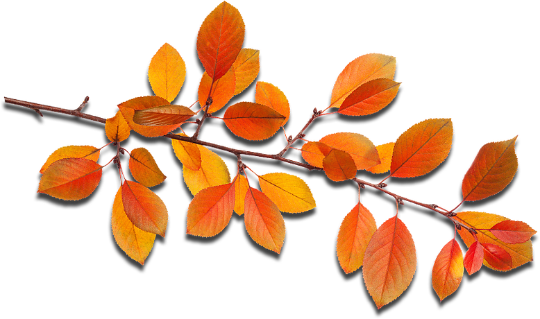 Fall Leaves - Autumn (778x460), Png Download