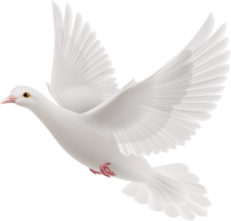 We Are Anointed By God And Led By His Holy Spirit To - White Dove Holy Spirit Png (740x710), Png Download