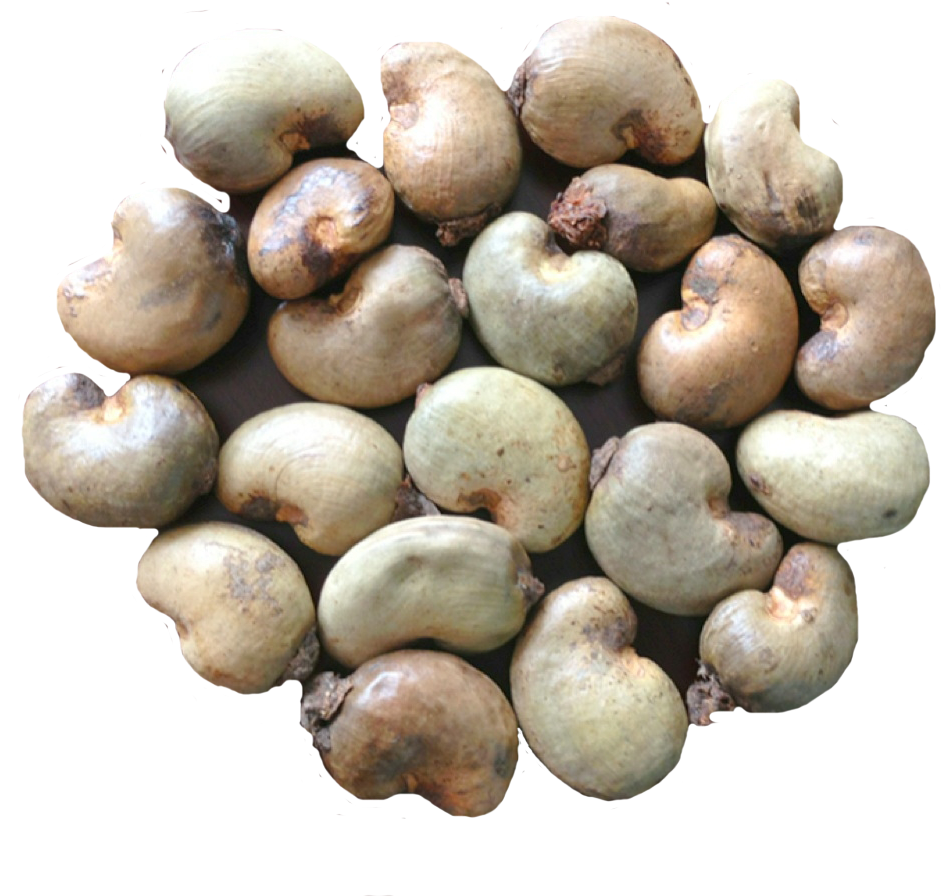 Export Quality Dried Raw Cashew Nuts - Raw Cashew Nut Ghana (1000x1000), Png Download