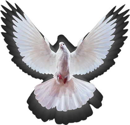 00pm Empowerment Service - Rock Dove (1920x501), Png Download