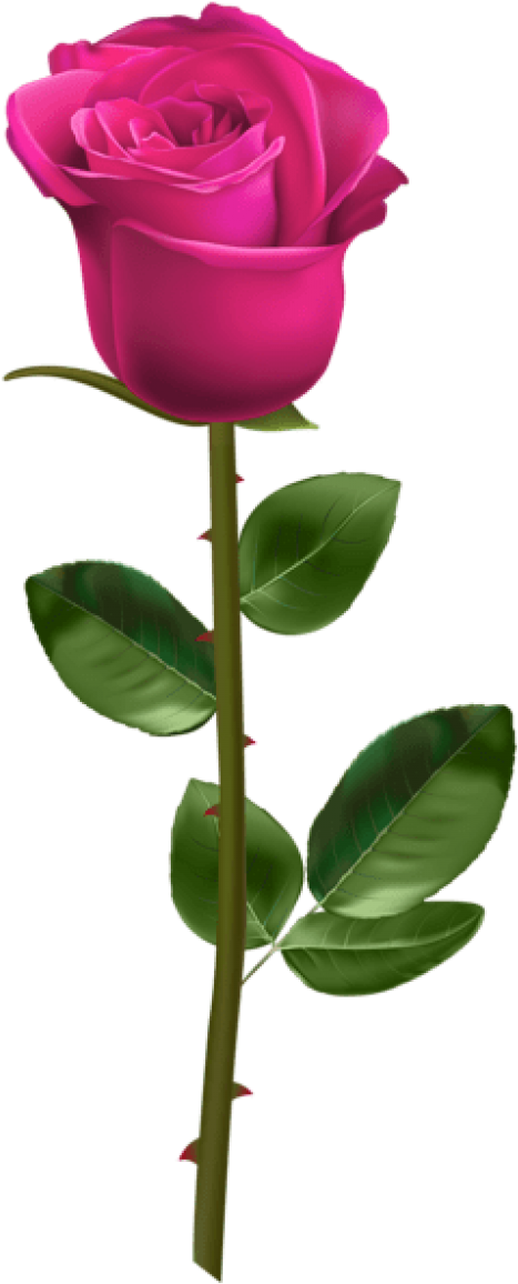 Free Png Download Pink Rose With Stem Transparent Png - Red Rose With Stem Transparent (480x1171), Png Download