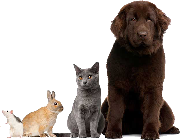 Walking Dogs Of All Sizes And Breeds (646x540), Png Download