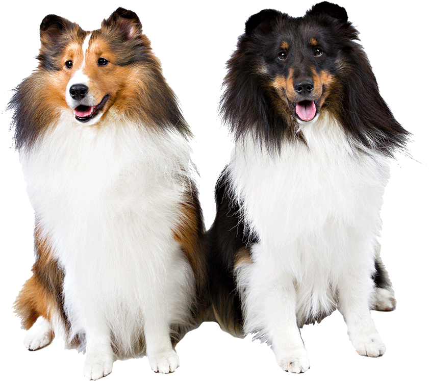 Shetland Sheepdog Dog Walking - Shetland Sheepdog Png (1170x780), Png Download