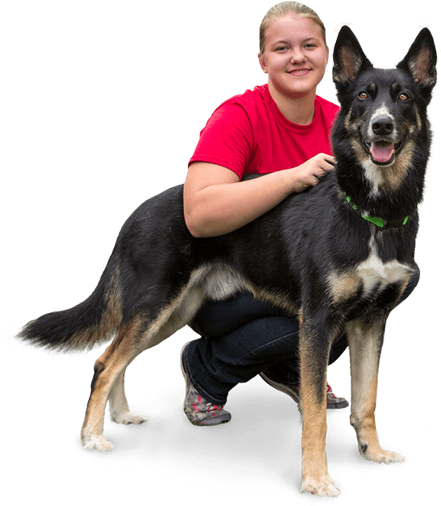 Always Puttingsafety First - East-european Shepherd (643x753), Png Download