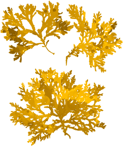 Click And Drag To Re-position The Image, If Desired - Gold Seaweed (452x700), Png Download
