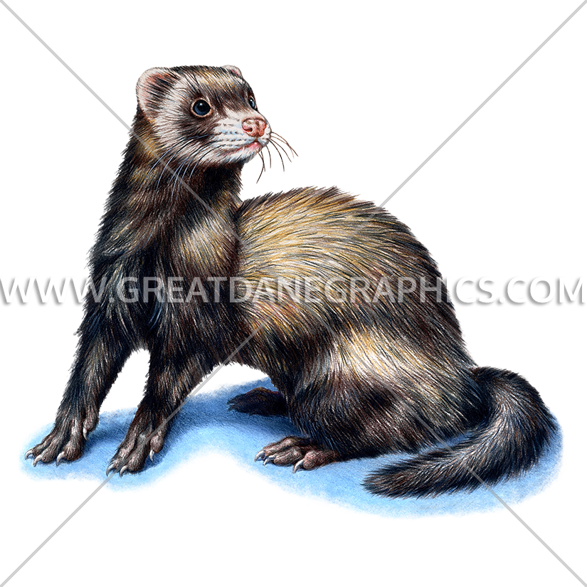 825 X 825 4 - Ferret (825x825), Png Download