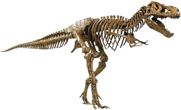 Dinosaur Bones Png - Elenco Edu-toys Science Tech T-rex Skeleton 36" Scale (596x362), Png Download