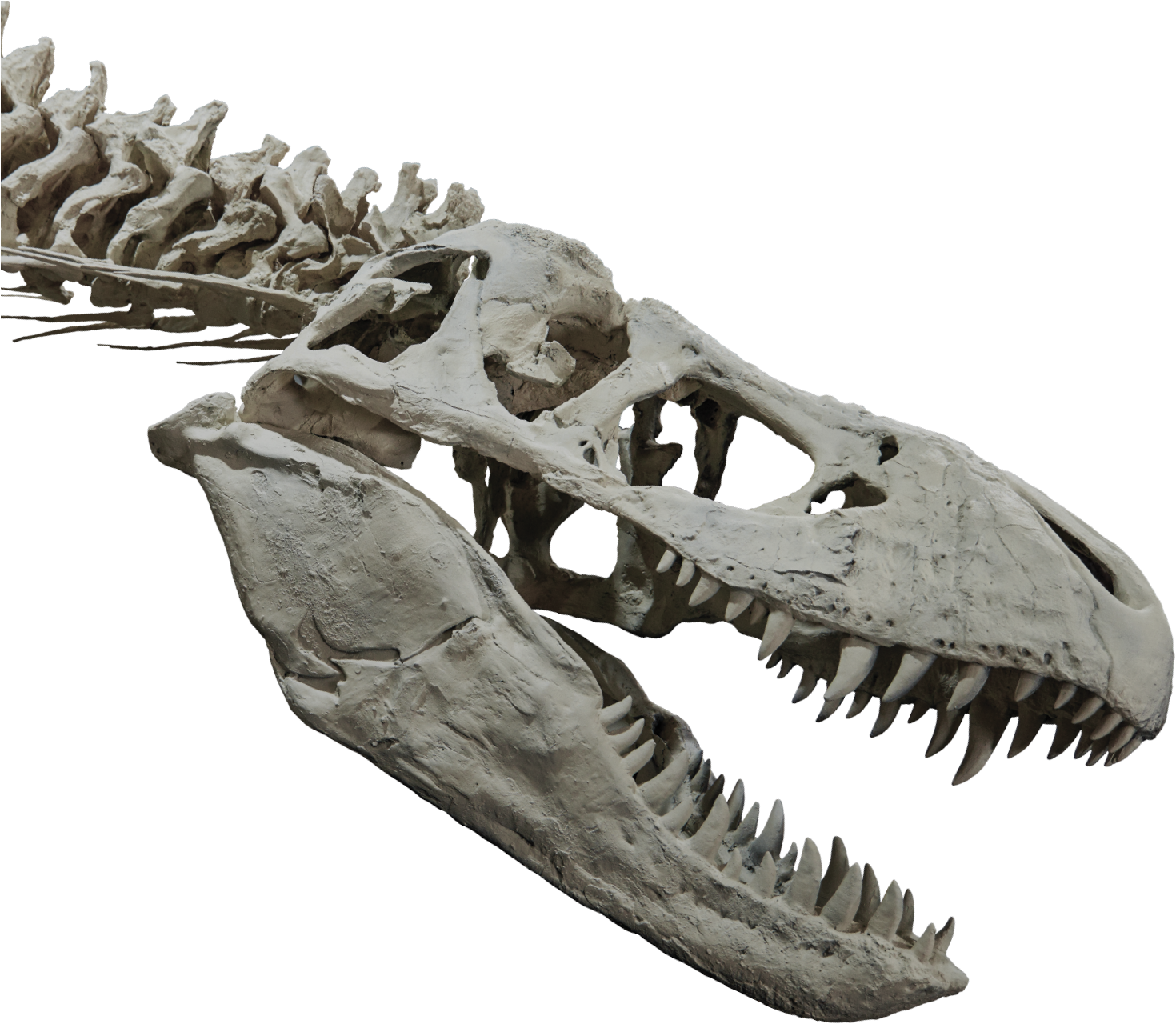 T-rex Head And Upper Body Skeleton - Trex Skull Png (1473x1287), Png Download