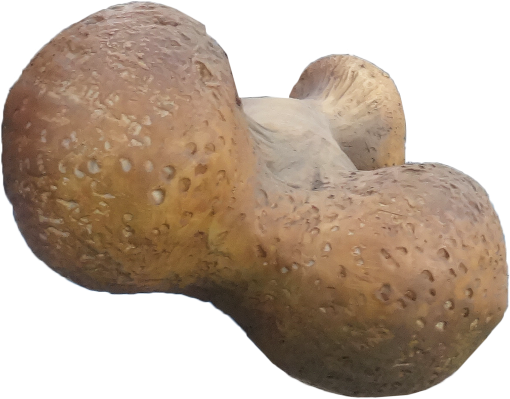 Dinosaur Bone Small Statue - Penny Bun (1280x985), Png Download