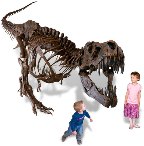 Dinosaurs - Black Hills Insitute Tyrannosaurus Rex (473x480), Png Download