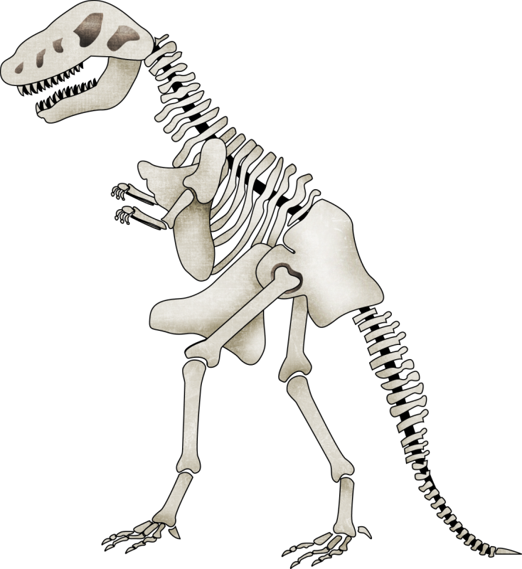 Яндекс - Фотки Más - Esqueletos De Dinosaurios Animados (734x800), Png Download