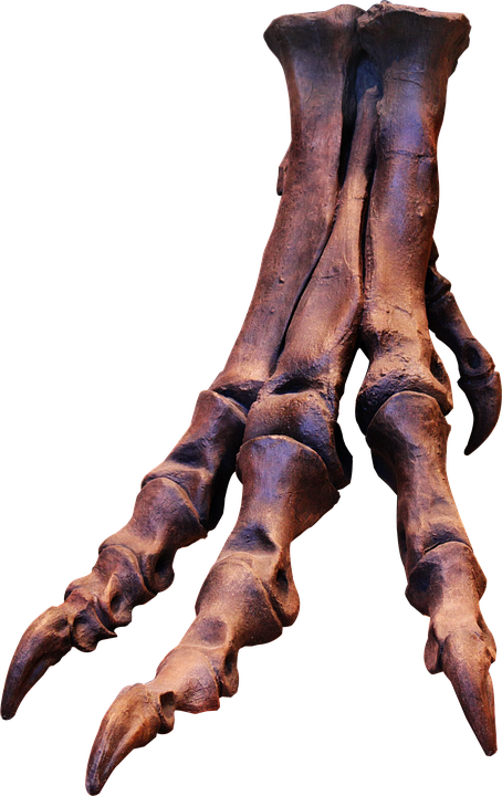 Laminated Poster Claws Skeleton Bones Trex Dinosaur - T Rex Foot Skeleton (454x720), Png Download