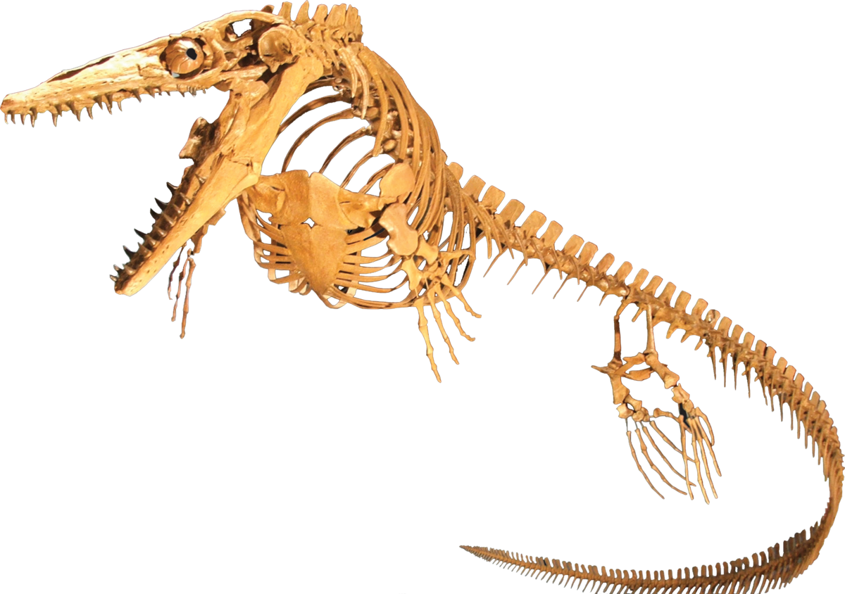 Mosasaur Skeleton (1200x844), Png Download