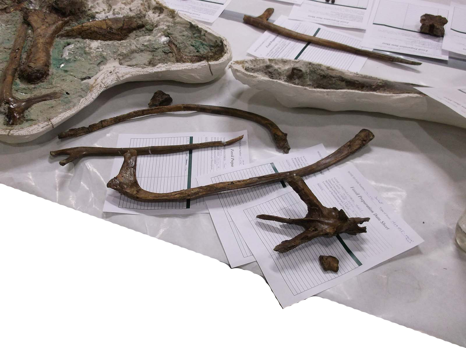 Avaceratopslabdataclean - Avaceratops In Museums (1600x1194), Png Download