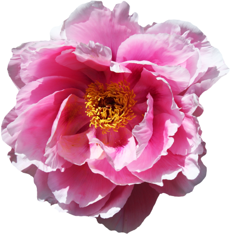 Rose Flower Png Image - Peony Transparent Background (500x506), Png Download