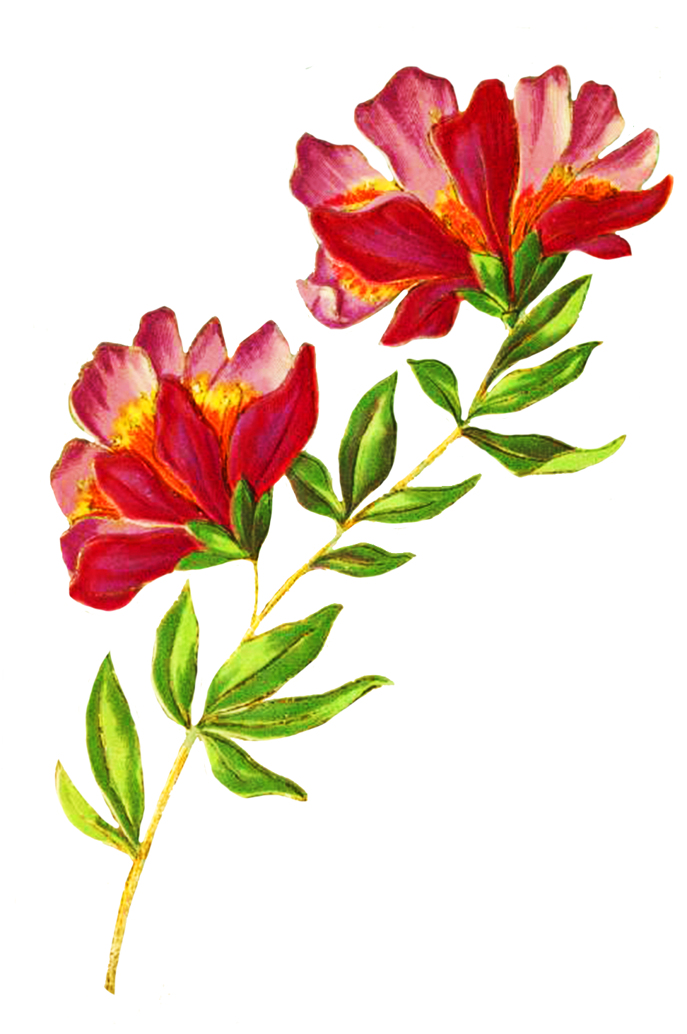 Download Digital Scrapbooking Flowers Beautiful Delicate Flower Greeting Card Png Image With No Background Pngkey Com