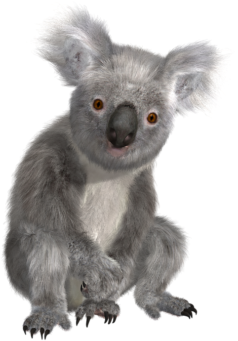 Koala Png - Koala Transparent Background (960x720), Png Download