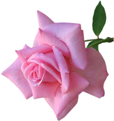 Raindrops On Roses - Raindrops On Roses Png (415x400), Png Download