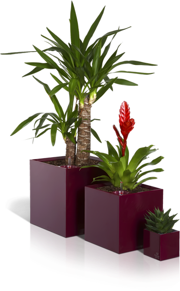 Cubico-side , 290kb - Flower In A Pot Png (409x620), Png Download