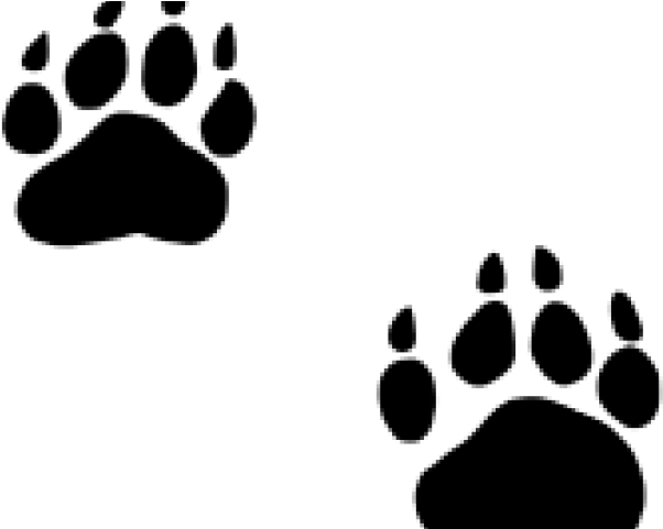 Collection Of Free Badger Drawing Download On - Bear Print Clip Art (640x480), Png Download