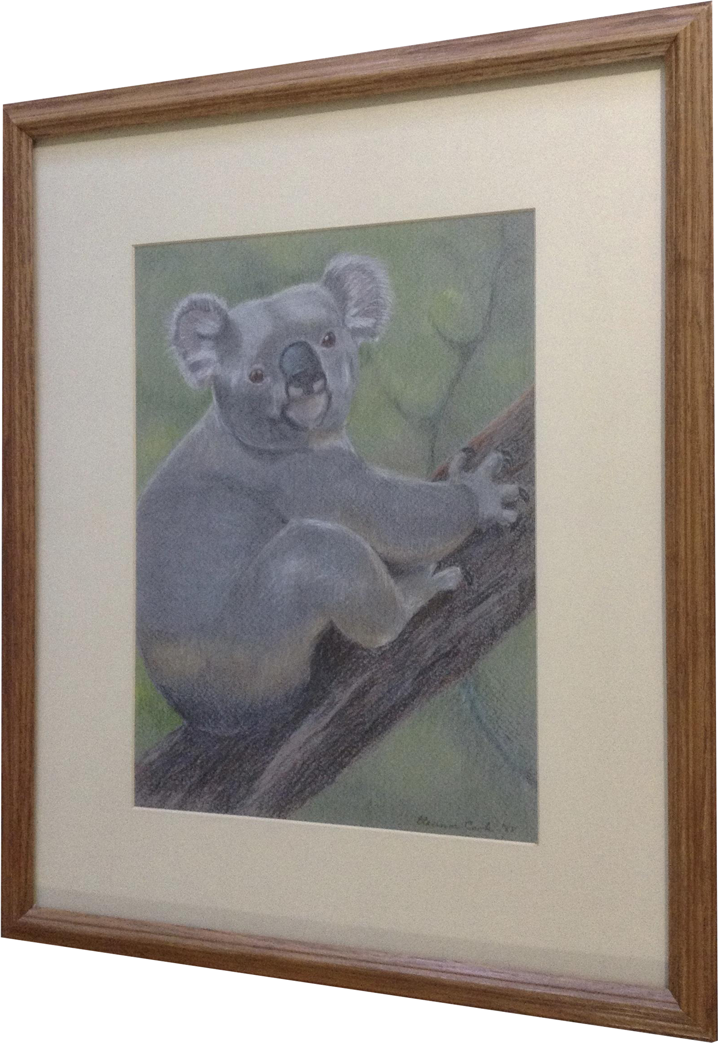 Eleanor Cook, Koala Bear In A Tree, Conte Works On - Koala (2048x2048), Png Download