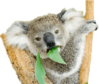 Do Koala Bears Eat (400x400), Png Download