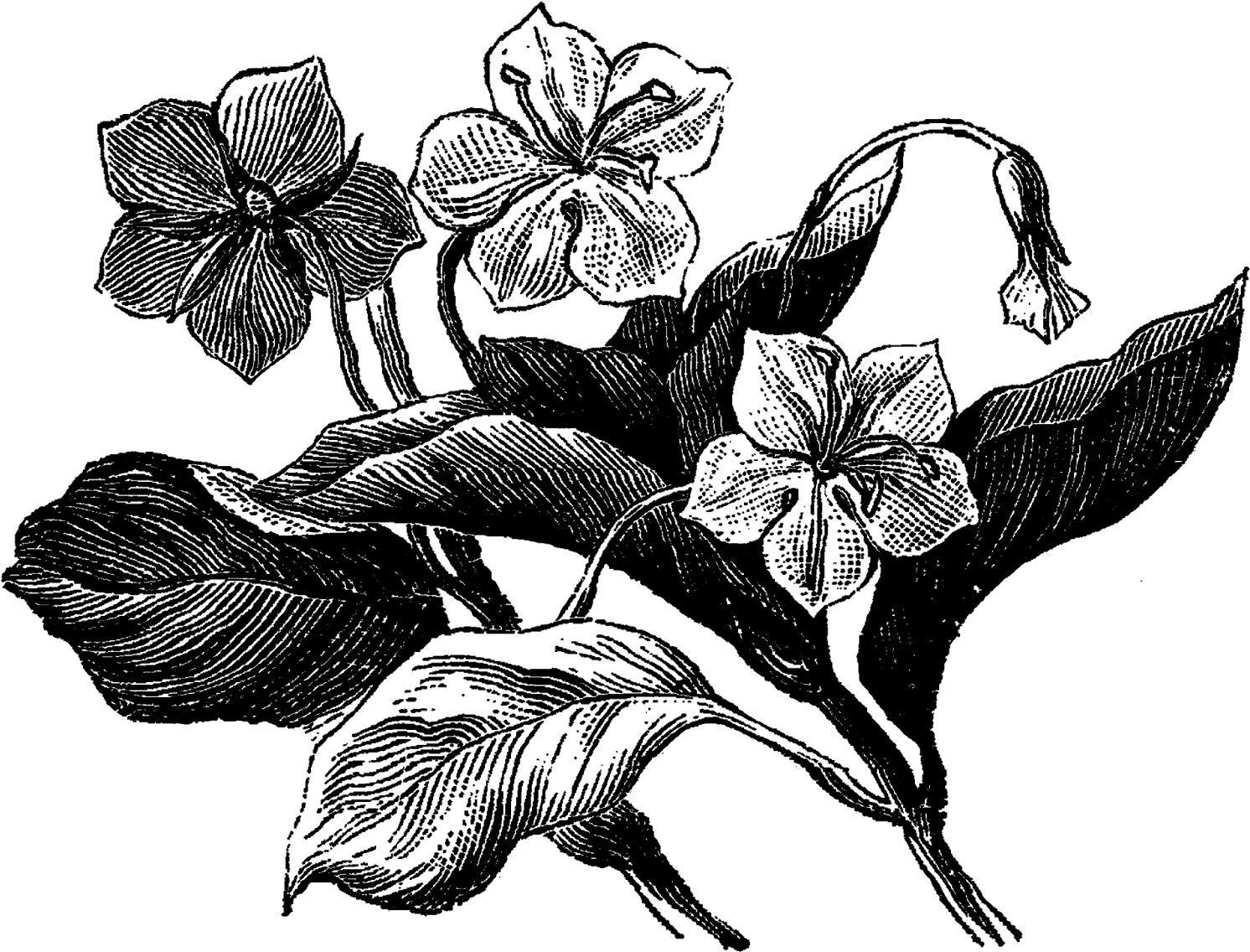 Digital Wildflower Clip Art Downloads - Botanical Illustration Wildflowers Black And White (1600x1224), Png Download