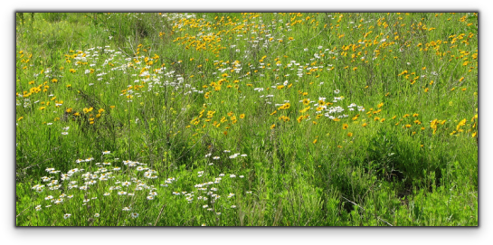 For Germination Ready Seeds Only - Grass (562x288), Png Download