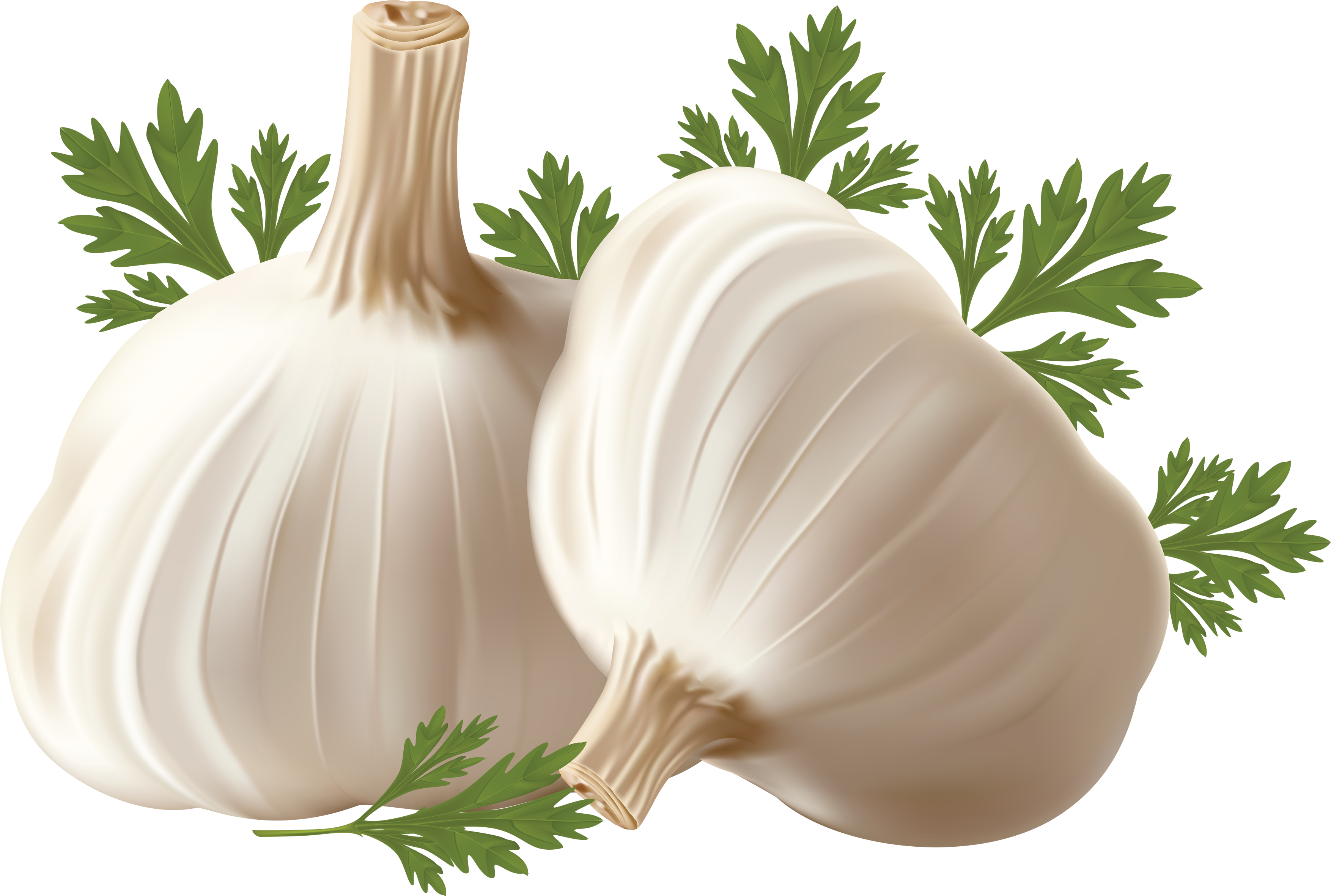 Garlic Png - Micropropagation And Somatic Embryogenesis In Garlic (3508x2362), Png Download
