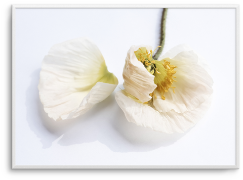 The White Poppy The White Poppy - White Poppy (486x600), Png Download