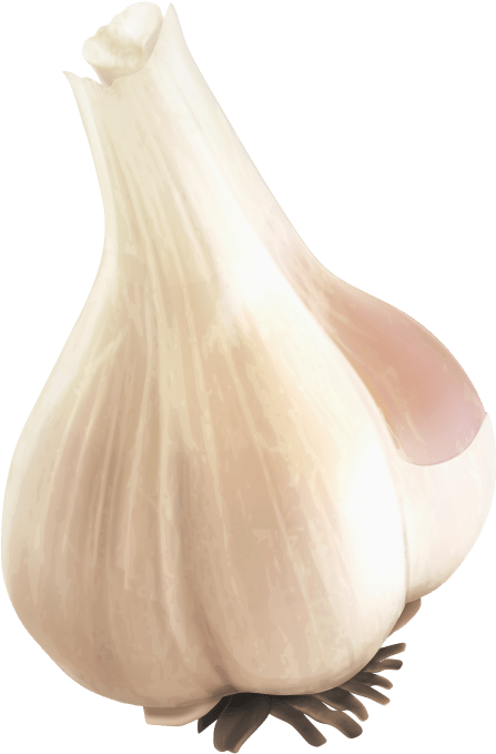 Free Png Garlic Png Images Transparent - Portable Network Graphics (480x707), Png Download