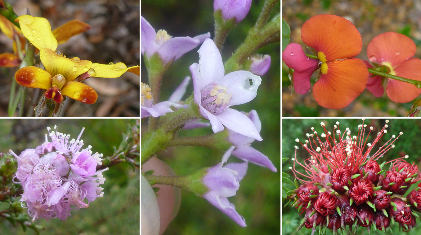 Weir-wildflowers - Melastome Family (1366x768), Png Download