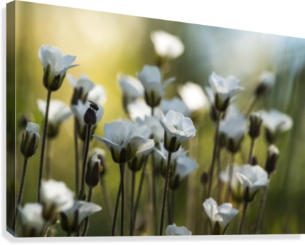 White Wildflowers Along The Dempster Highway - Yukon (429x344), Png Download