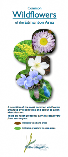 Viola (500x500), Png Download