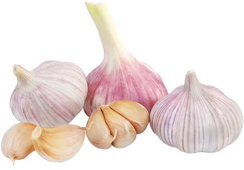 Garlic Png (500x344), Png Download