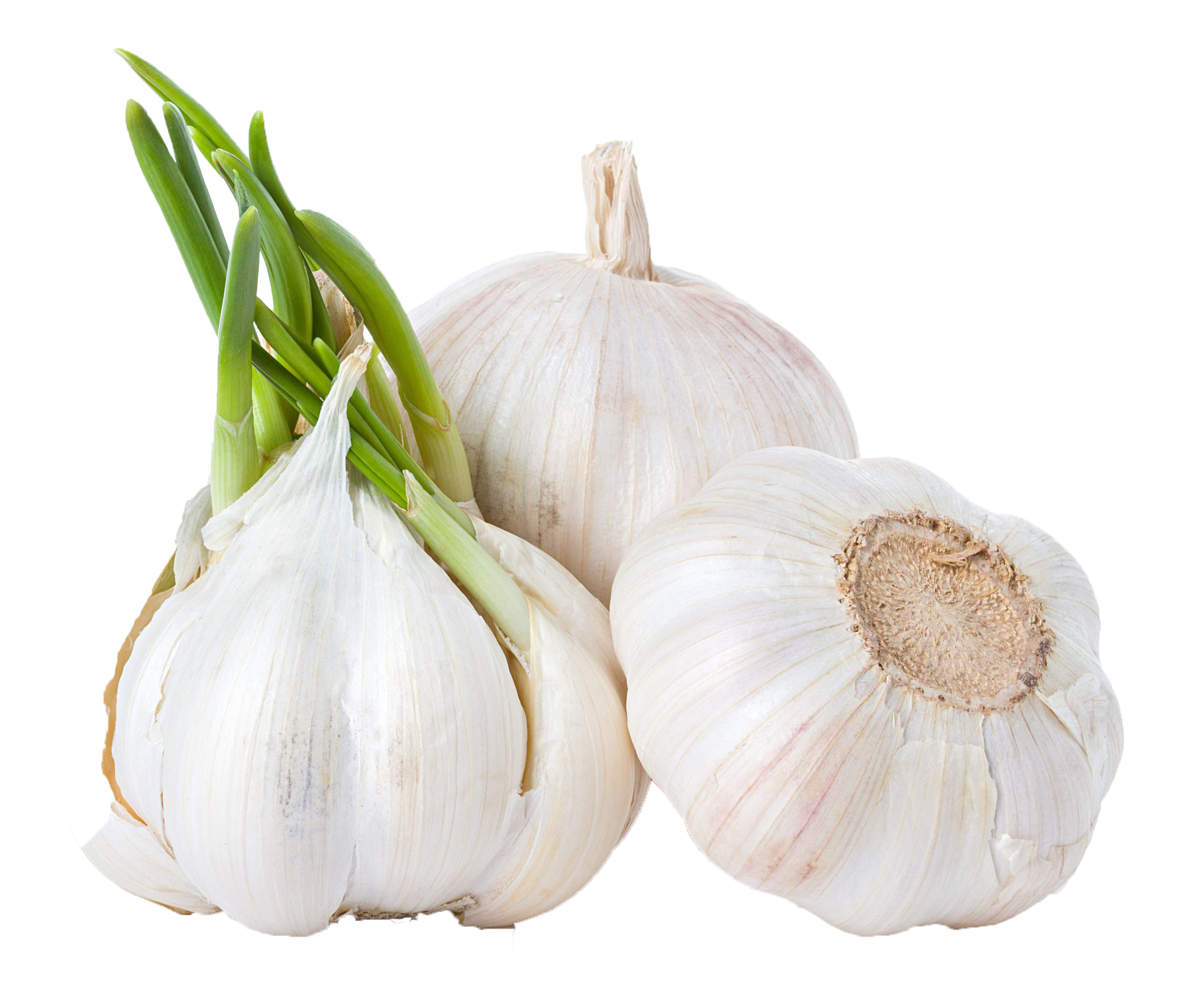 Garlic Png Background Clipart - Modified Of Roots In Vegetables (2048x1753), Png Download