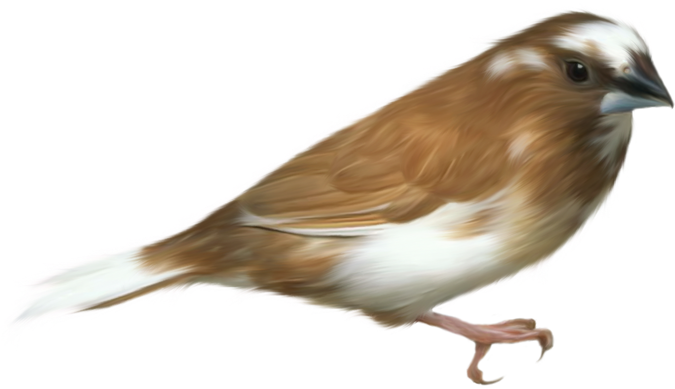 Small Brown Bird Transparent Png Clipart Picture (1445x867), Png Download