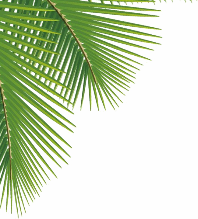 Green Palm Leaves Png Image - Palm Leaves Png (650x720), Png Download