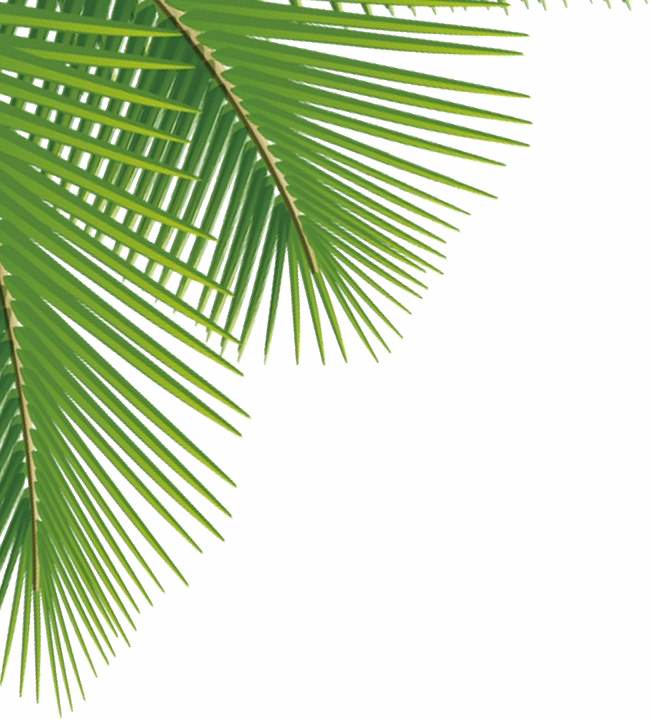 Tropical Palm Png Tropical Palm Leaf Png Free Transparent Png Images
