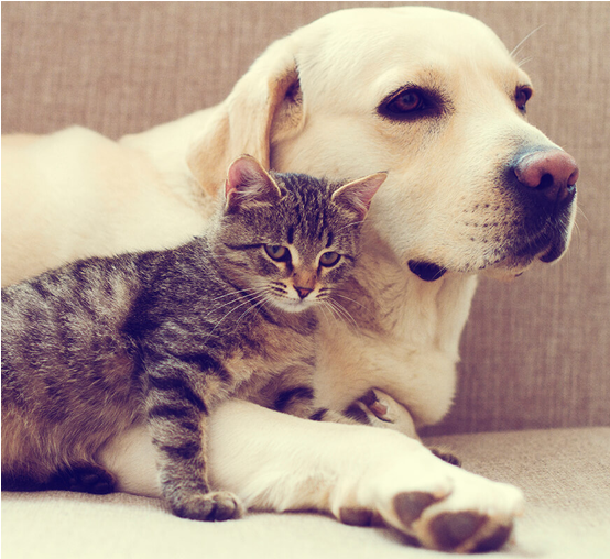 Looking For A Pet Friendly Apartment Community In Las - Domestic Short-haired Cat (600x562), Png Download