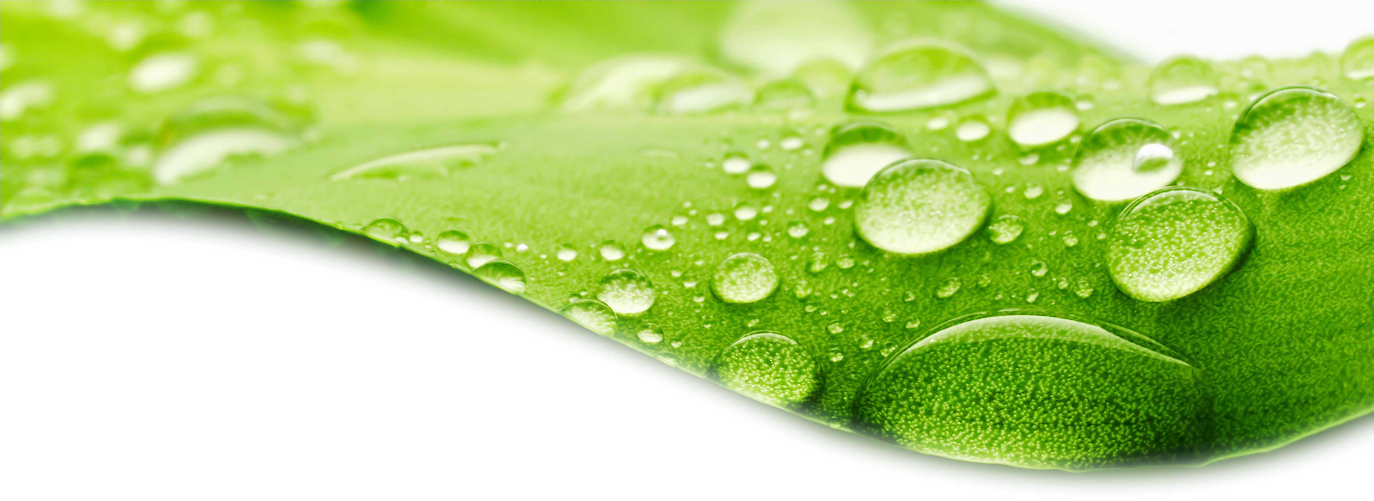 Dew Stock Photography Wallpaper Crystal Droplets Green - Friendship Quotes Malayalam In Autograph (5820x4158), Png Download