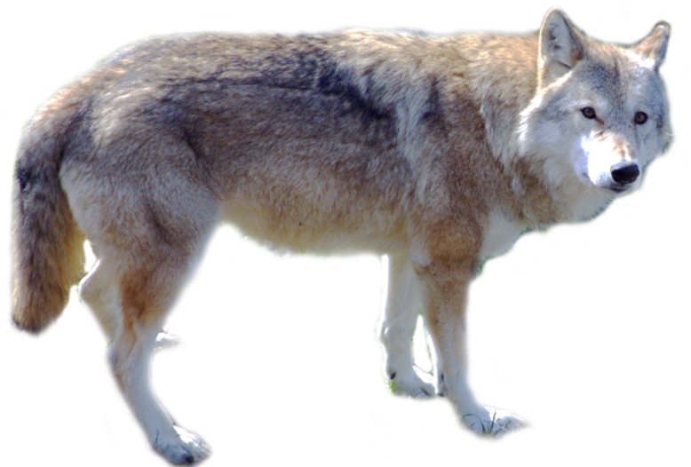 Download Wolf Png, Download Png Image With Transparent Background ...
