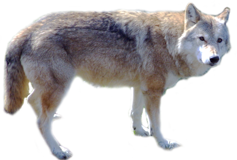 Wolf Png, Download Png Image With Transparent Background, - Wolf Png (800x587), Png Download