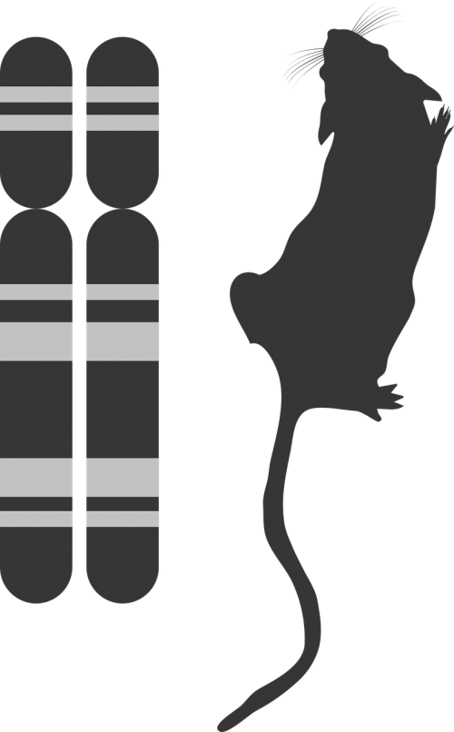 Genotype And Phenotype Icon,g2p,genotype And Phenotype,genotype - Phenotype Icon (500x806), Png Download